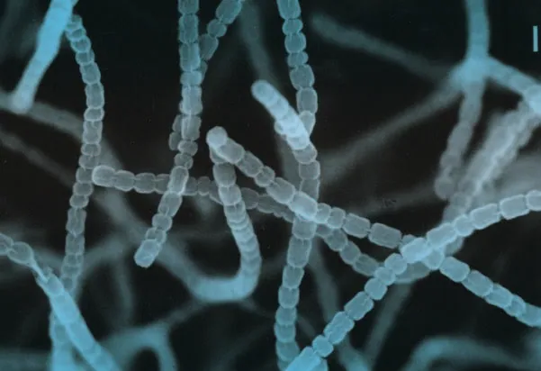 Streptomyces under the microscope
