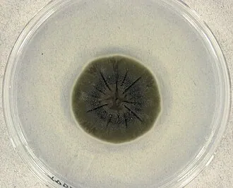 Cladosporium cladosporioides