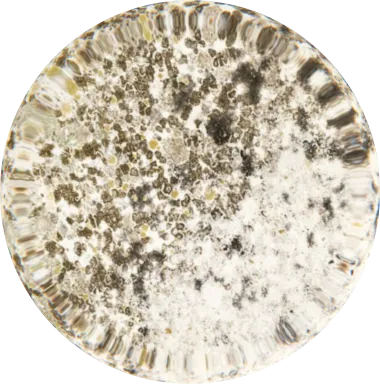 Stachybotrys chartarum